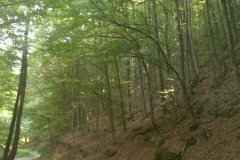 03-orahovica-sasevo
