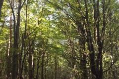 09-jankovac-cesljakovacki