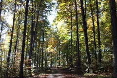 009-brezovo-polje