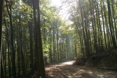 005-drenovac-trisnjica-jankovac-biciklisticka-ruta