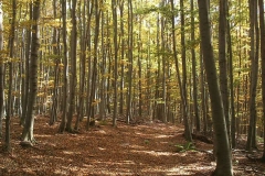 008-drenovac-uviraljka-greben-sokolina-biciklisticka-ruta