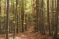 009-drenovac-uviraljka-greben-sokolina-biciklisticka-ruta