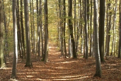 011-drenovac-uviraljka-greben-sokolina-biciklisticka-ruta
