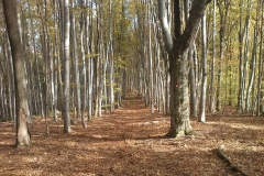 014-drenovac-uviraljka-greben-sokolina-biciklisticka-ruta
