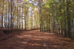 003-drenovac-uviraljka-greben-sokolina-biciklisticka-ruta-v2