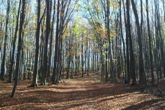 004-drenovac-uviraljka-greben-sokolina-biciklisticka-ruta-v2