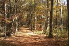 007-drenovac-uviraljka-greben-sokolina-biciklisticka-ruta-v2