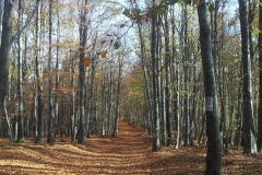 003-kutjevo-biciklisticka-ruta