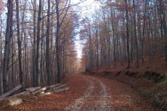 004-kutjevo-biciklisticka-ruta
