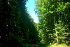 2-papuk-3-vrha-biciklisticka-ruta