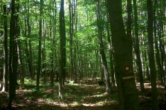 3-papuk-3-vrha-biciklisticka-ruta